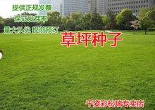 不修剪四季青草坪種子矮生百慕大草种籽绿化草皮種子耐寒草坪種子