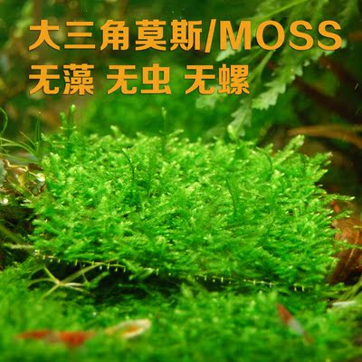 水草 莫斯水草 鱼缸水草 大三角莫斯moss 莫丝 观赏鱼虾的好伴侣