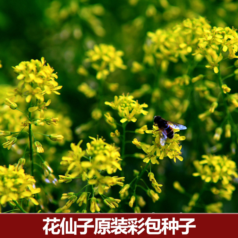 绿尚|家居盆栽花草种子 阳台中草药系列 板蓝根种子 约30粒