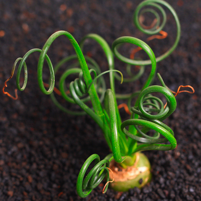 弹簧草多肉植物多肉办公桌植物盆栽组合萌肉肉花卉绿植室内点翠苑