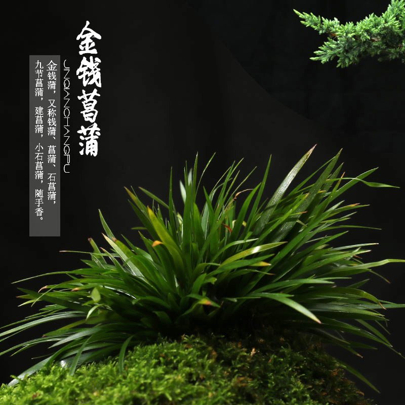 基地金钱菖蒲黄金姬虎须菖蒲盆石菖蒲草盆景花卉微景观兰花苗盆栽