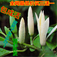 买三送一 白玉兰 包邮 白缅花缅桂花黄桷兰绿化树苗 玉兰花苗