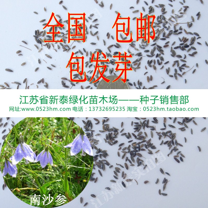散装中药材种子南沙参种子批发 轮叶沙参 泡参种子 泡沙参种子