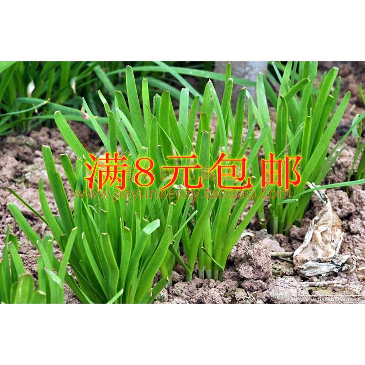 正品[简单好看的围巾织法]简单围巾的织法视频