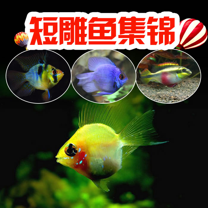 金波子鱼宝蓝热带观赏鱼活体阿凡达球小型凤凰短鲷雕包邮迷你鹦鹉