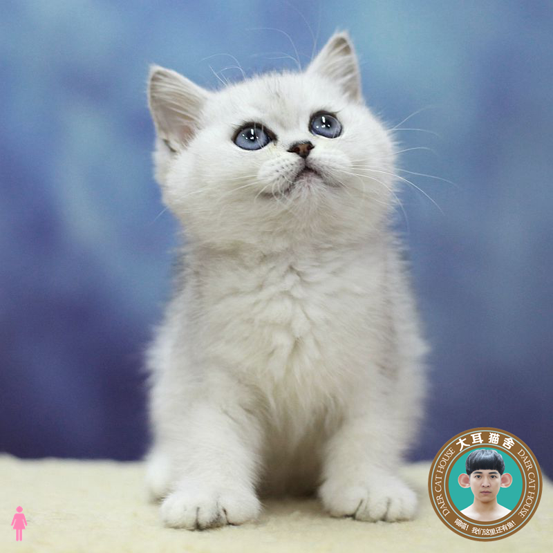 猫咪 白色