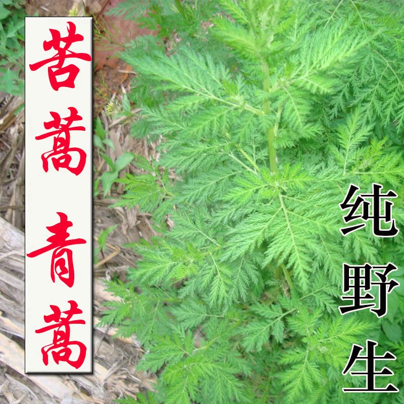 天然野生中草药材新鲜青蒿苦蒿臭蒿黄蒿茶叶晒干 满500g