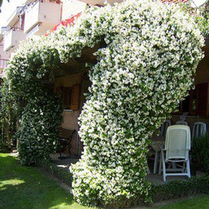 【四季花苗图片】四季花苗图片大全