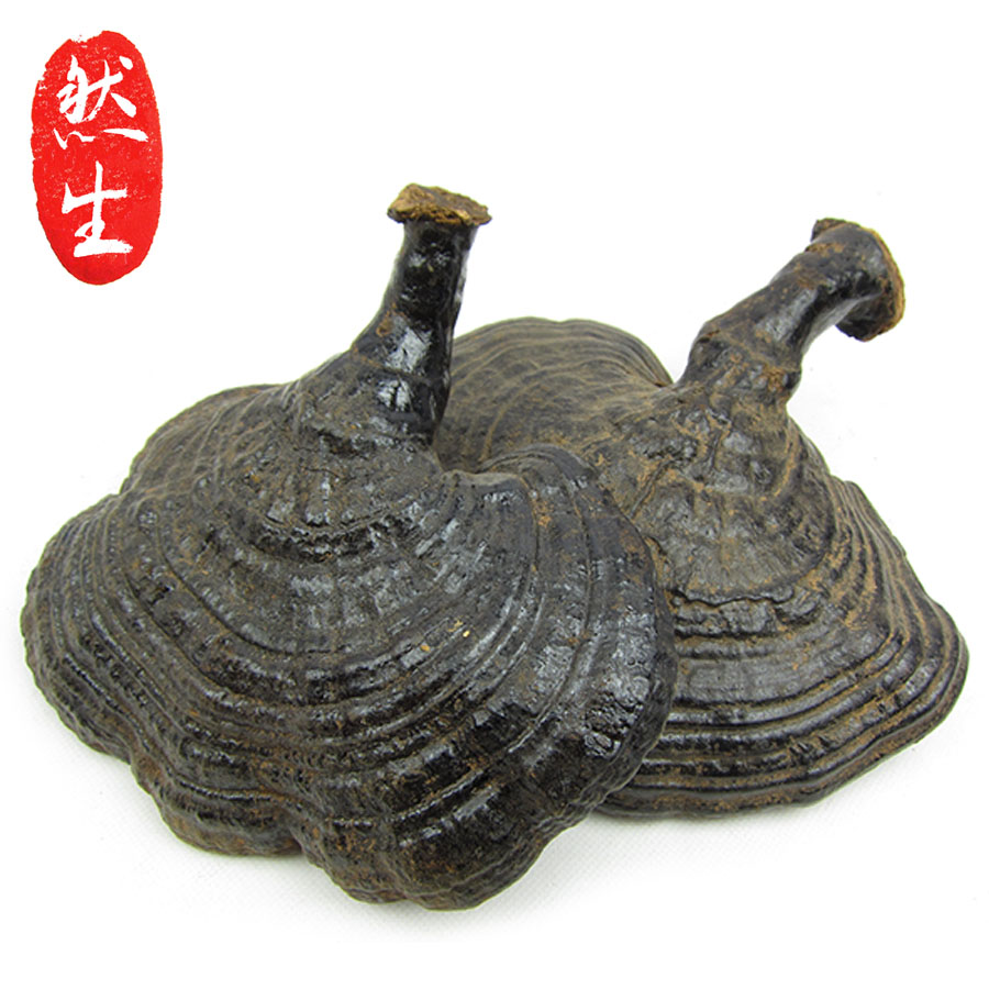 然生 云南野生反柄紫芝野生紫芝黑灵芝马蹄灵芝可切灵芝片250g