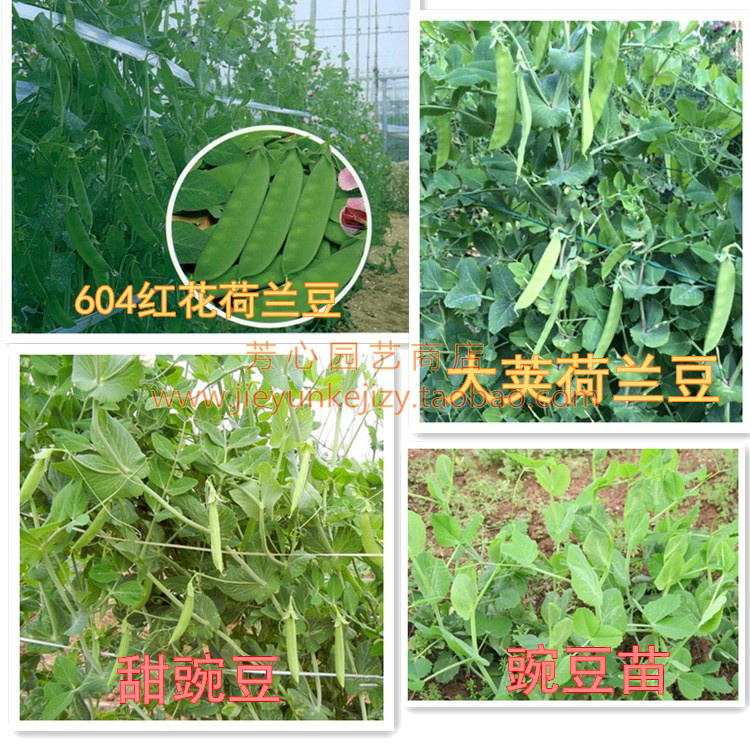 高产红花604荷兰豆种子 大荚白花荷兰豆 豌豆苗 甜脆豌豆种子