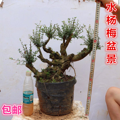 水杨梅盆景树桩下山桩水石榴盆栽花卉绿植植物微型盆景桂林