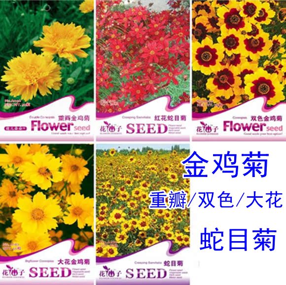 重瓣金鸡菊双色大花金鸡菊花籽红花蛇目菊多年生种子好发芽彩袋装