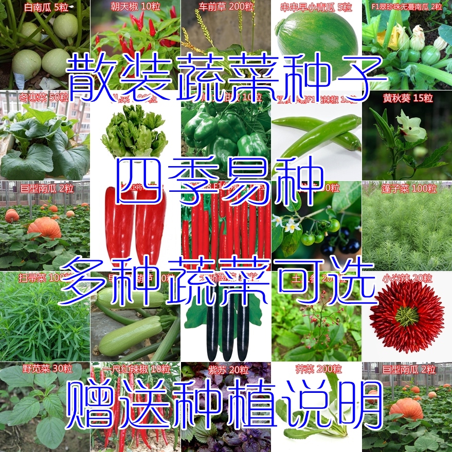 四季蔬菜种子24种散装移栽儿菜冬寒菜龙葵朝天椒西葫芦茄子