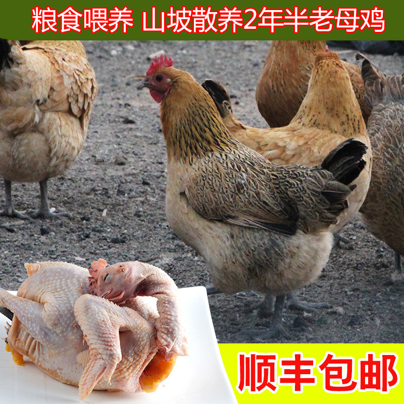 推荐最新土鸡汤 清炖土鸡汤信息资料_实惠购物