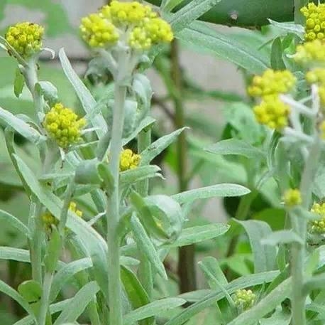 野生新鲜中草药清明菜佛耳草追骨风绒毛草鼠耳无心草鼠曲草野菜