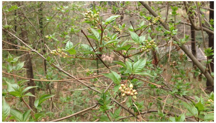 2份包邮陕西汉中镇巴土特产野生树花菜珍珠花农家自制