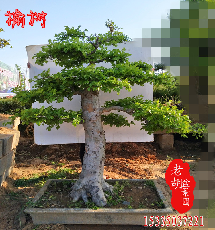 大型榆树古桩造型 实物 别墅庭院种植型树 大型小叶榆树盆景树桩