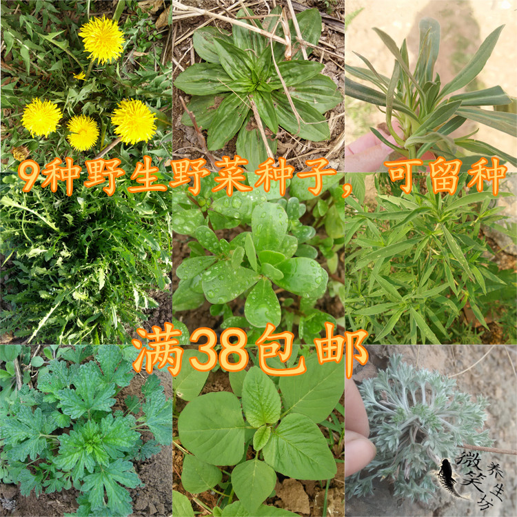 野菜蒲公英 车前草 面条菜 荠菜 马齿苋 扫帚菜 青苋菜 白蒿种子