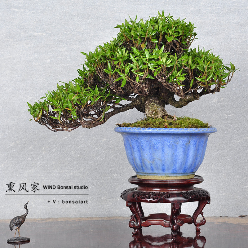 熏风家!日本原盆进口 精品小品盆景 缩缅葛 小叶络石藤 盆景