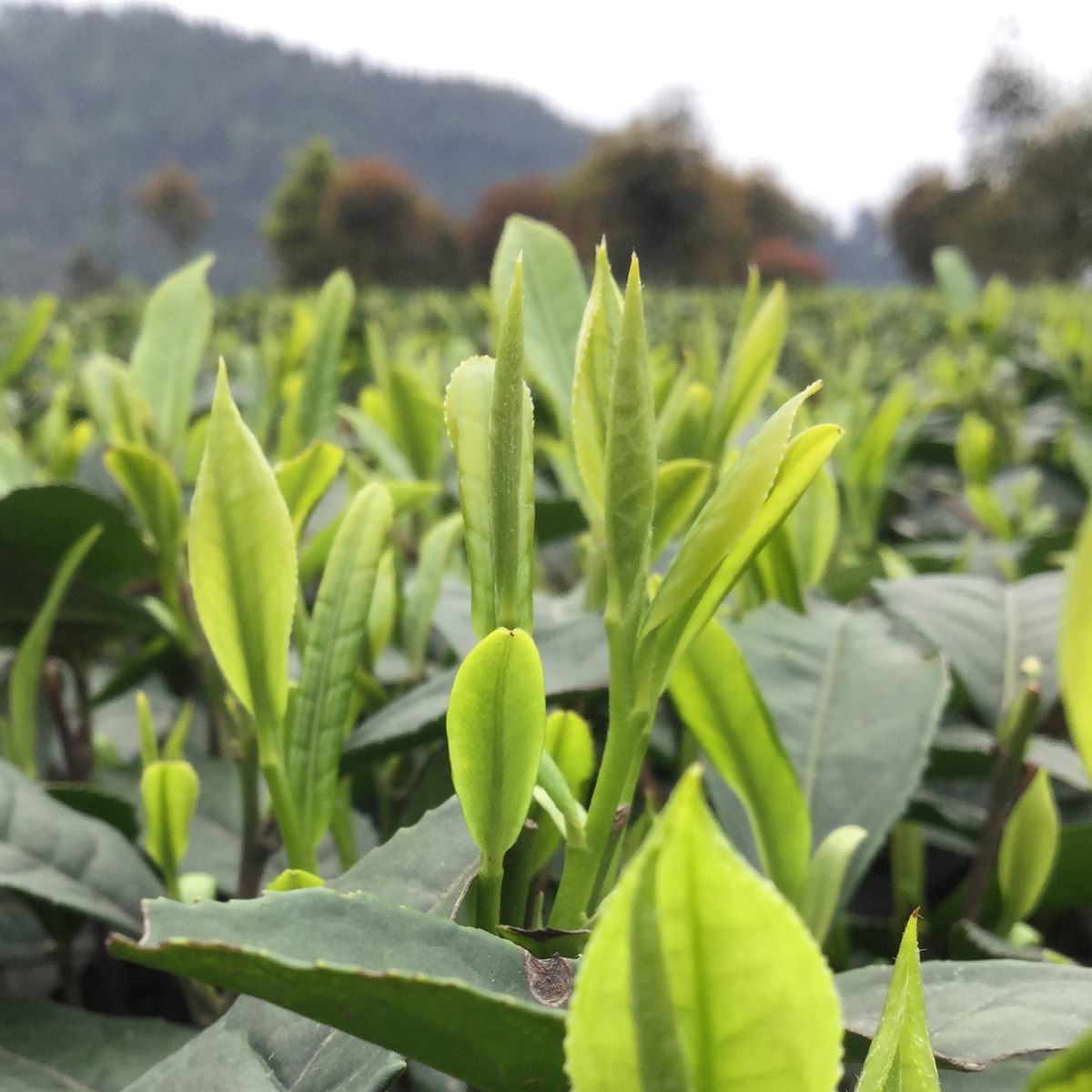 现货2017年新茶精选明前头采黄山毛峰蒙顶山茶叶绿茶250g嫩芽包邮