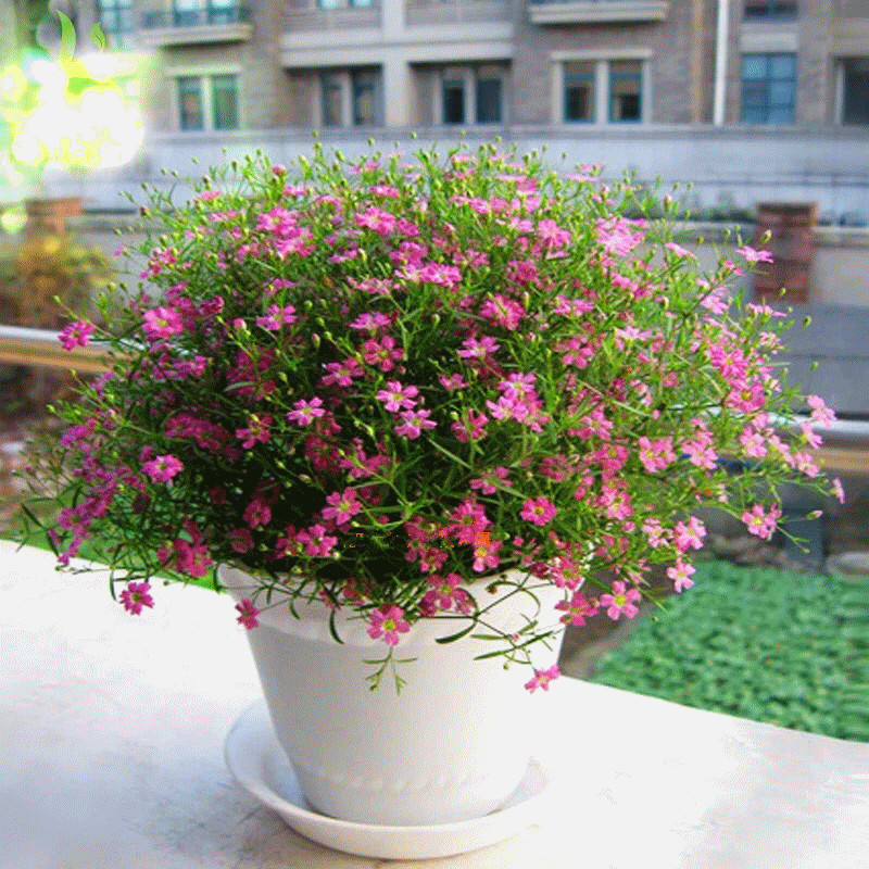 四季满天星盆栽 三季花开满天星 庭院阳台 四季长青 耐寒耐晒盆栽