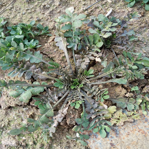 野生水荠菜新鲜嫩野菜低价包邮现挖现发生地