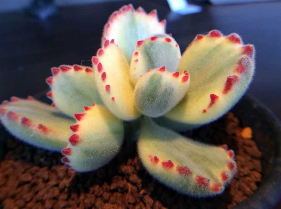热卖现货 东篱园艺 多肉植物 【白熊】盆栽6cm盆培育苗