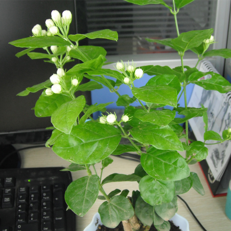 花卉种茉莉花种子多年生木本白茉莉种子双色紫色芳香浓郁100粒装