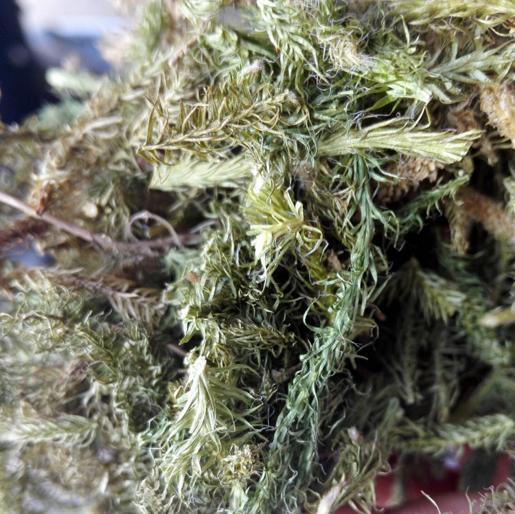 伸筋草石松狮子草野生舒筋草大伸筋绿毛伸筋透骨草500克