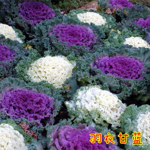 羽衣甘蓝种子 花卉种子观叶可食用四季可播阳台庭院盆栽菜籽30粒