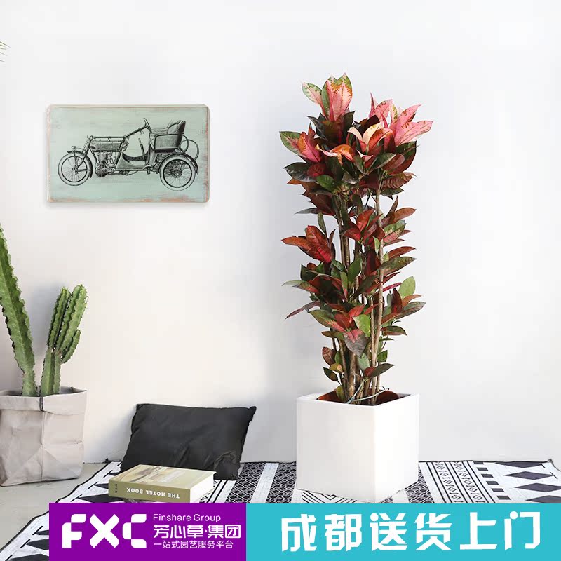 芳心草成都室内大型植物彩虹木变叶木盆栽客厅办公室绿植花卉盆景