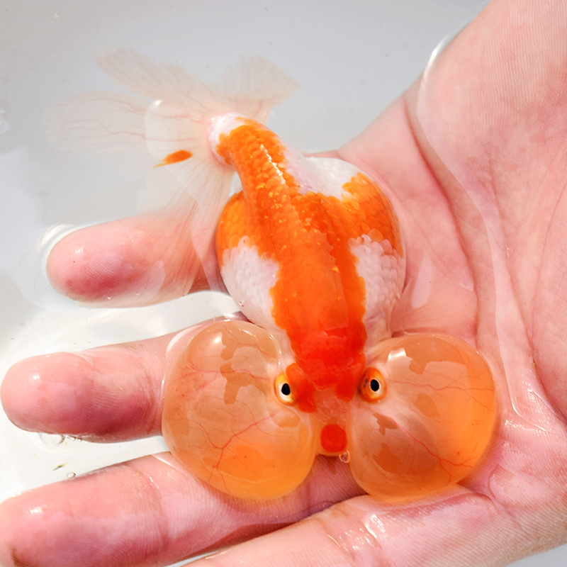 金鱼活体水泡观赏鱼水族宠物冷水鱼淡水金鱼鱼招财鸿运金鱼包邮