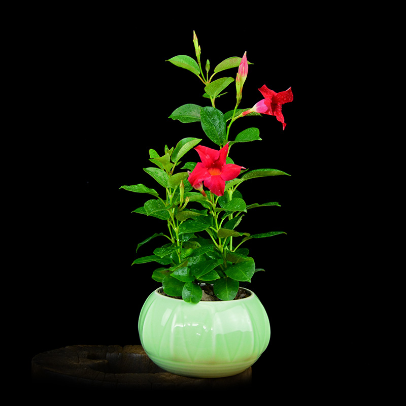 【红心花】盆载,又名香丝藤,爬藤植物多年生,易养护耐寒