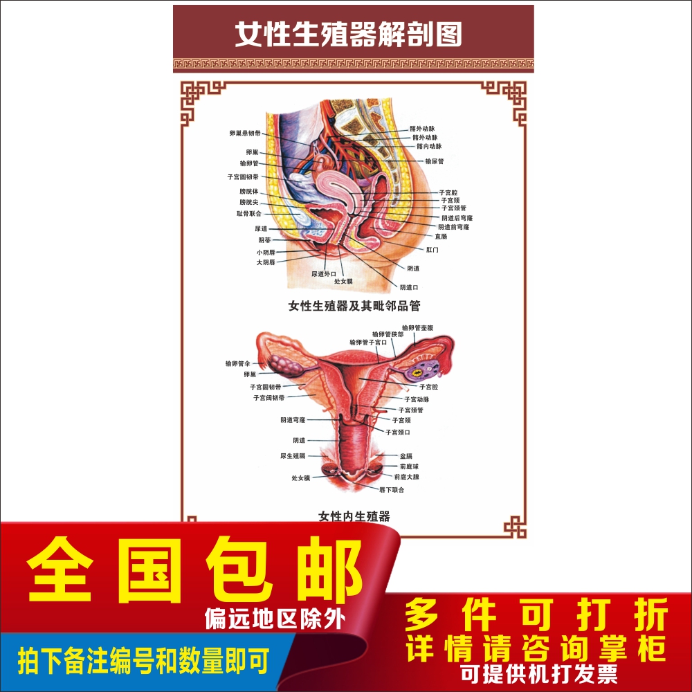 女性骨盆生殖器示意图医学宣传挂图人体器官解剖图医院布置海报