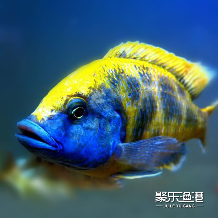 野生三湖慈鲷活体宠物鱼热带鱼活体观赏鱼小型维纳斯淡水鲷鱼活体