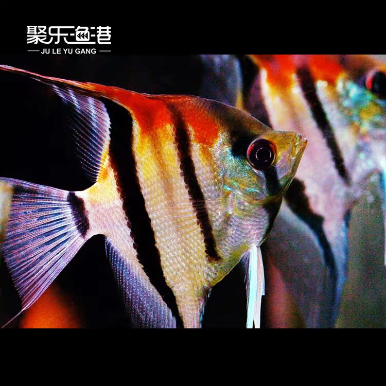 特价进口热带观赏鱼伊莎贝尔红背埃及神仙鱼野