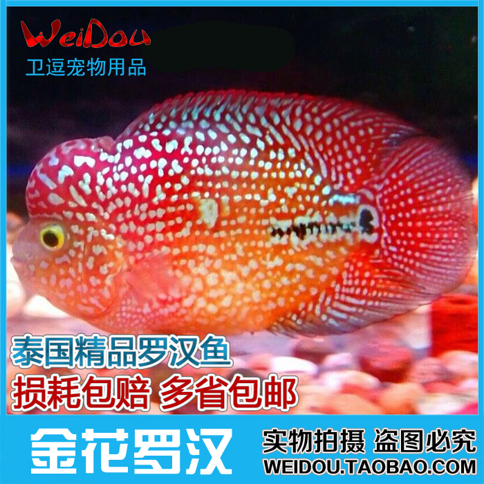 查看淘宝罗汉鱼苗泰国金花罗汉鱼苗红马罗汉鱼苗幻彩罗汉鱼苗重金属