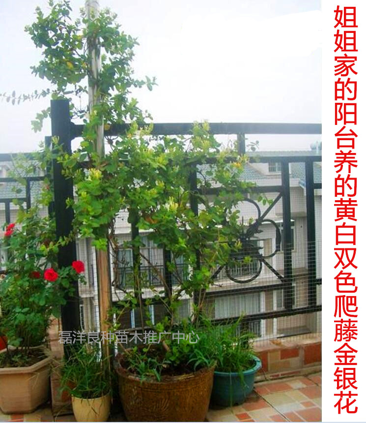 爬藤四季金银花苗攀援植物别墅阳台庭院盆栽花卉绿植四季常青开花