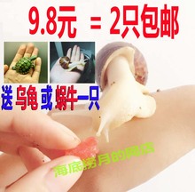 教学蜗牛科学课专用 宠物蜗牛 美容蜗牛 白玉蜗牛观赏大蜗牛活体