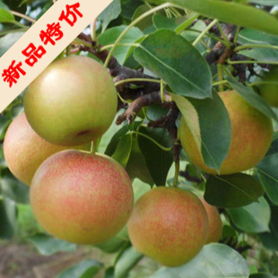 果树苗 嫁接梨树苗 南果梨树苗 梨中之王 耐寒 北方梨树 黑吉辽