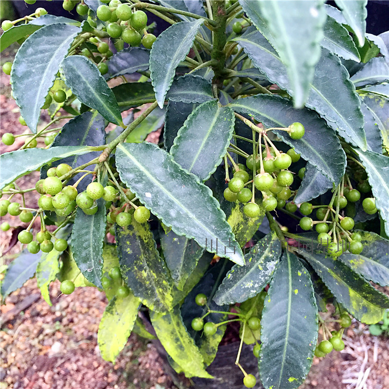 富贵子苗树苗盆栽植物绿植花卉富贵 籽包邮免运费富贵