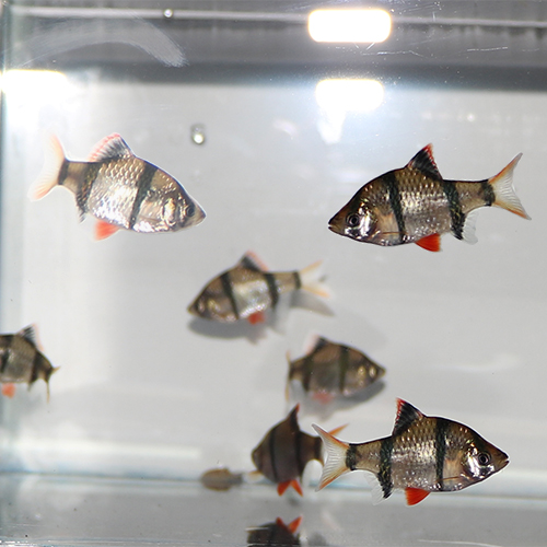 小型热带观赏鱼虎皮鱼淡水草缸群游好养练手鱼