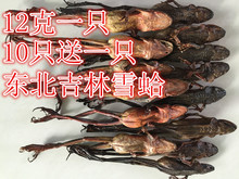 包邮 送一个多买多送 长白山林蛙干12克雪蛤林蛙油买10个