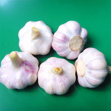 新蒜5斤装 包邮 2017新鲜大蒜干蒜山东紫皮大蒜头多瓣蒜低价