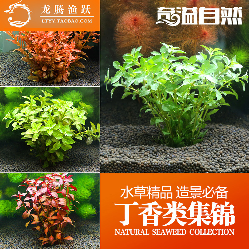 龙腾渔跃 中后景观赏水草豹纹玫瑰丁香 鱼缸造景水草迷你丁香