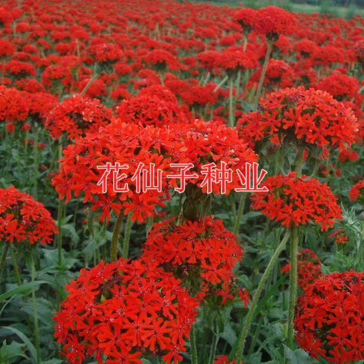 大花剪秋萝种子花种子多年生耐寒鲜红花籽鲜花庭院盆栽花园包邮斤