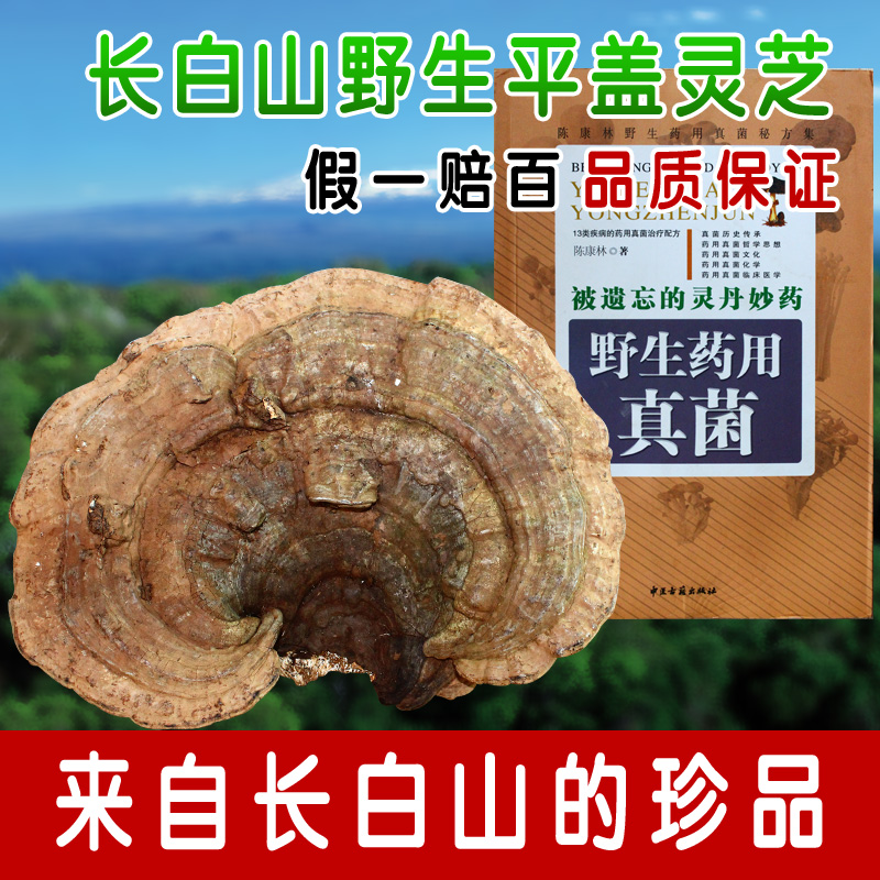 长白山野生平盖灵芝 整枝 树舌灵芝 林芝 2件包邮