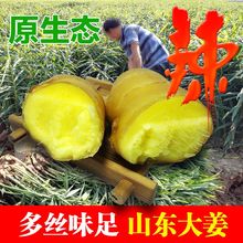 包邮 山东农家大姜月子姜新鲜生姜窖藏黄姜土姜药用姜老生姜特产