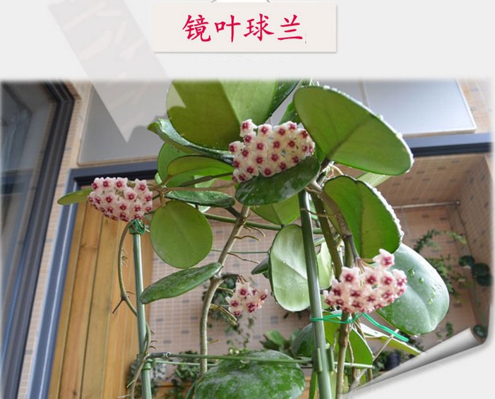 藤本植物花卉 卷叶球兰 球兰花苗 球兰花盆栽 带原装盆发货