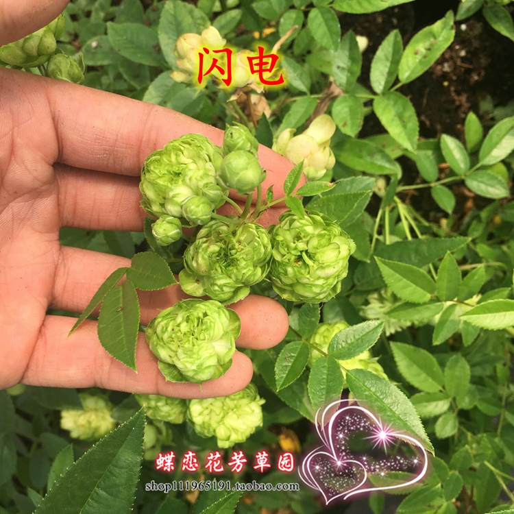 日月闪电月季扦插小苗小绿色微型切花月季绿月季花苗阳台花卉包邮